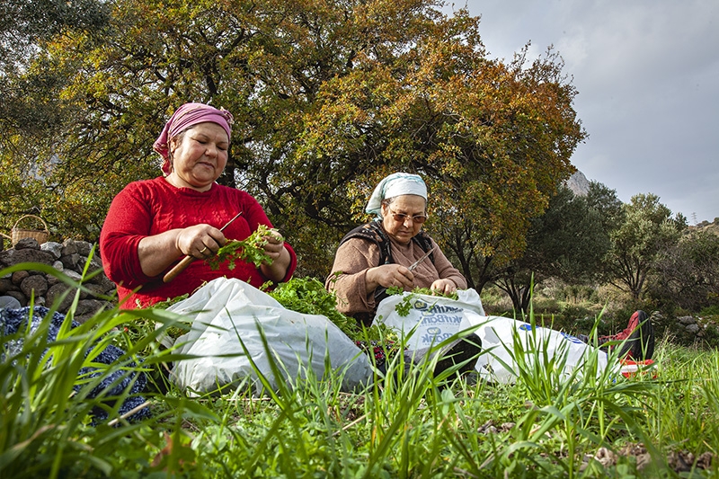 Karaburun'da Nergis