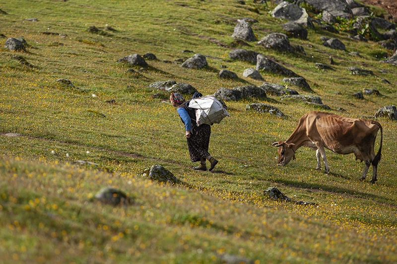 Geleneksel Yayla göçü