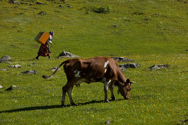 Yayla göçleri