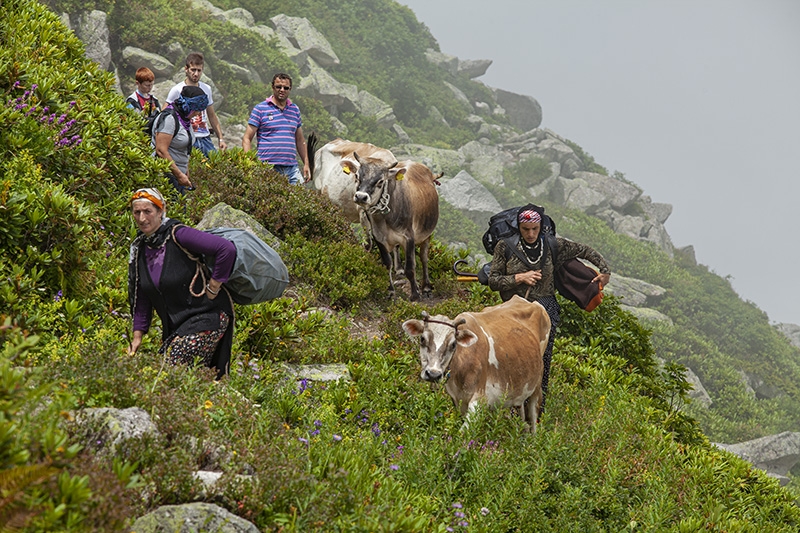 Karardeniz yayla göç