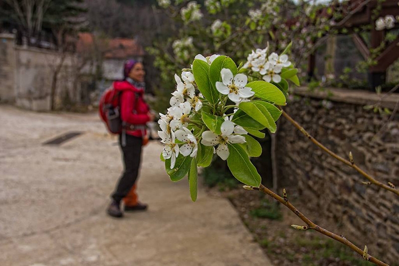 Trekking Yürüyüşü