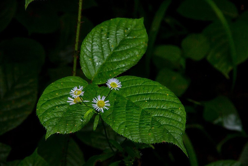 Doğa Trekking Fotograf