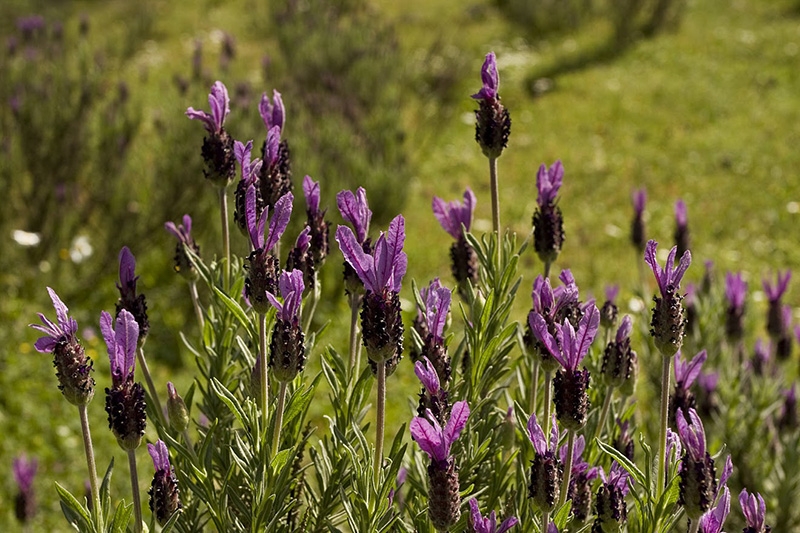 Milas Trekking Bahar