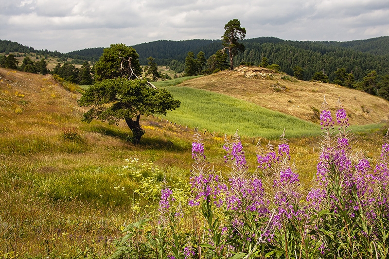 Ilgaz Dağı Trekking