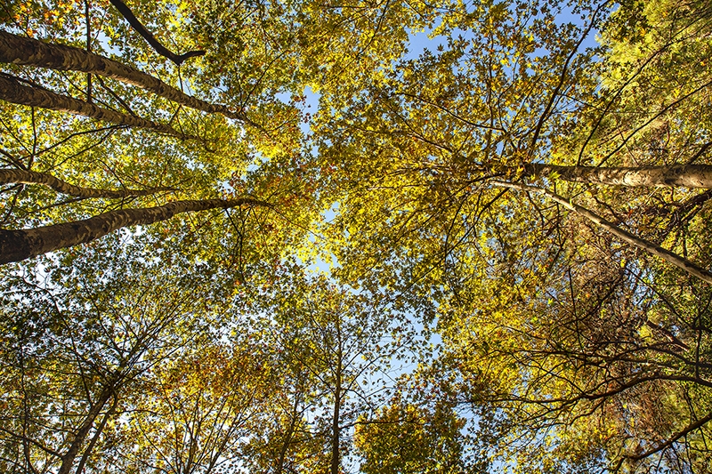 yedigöller doğa Trekking