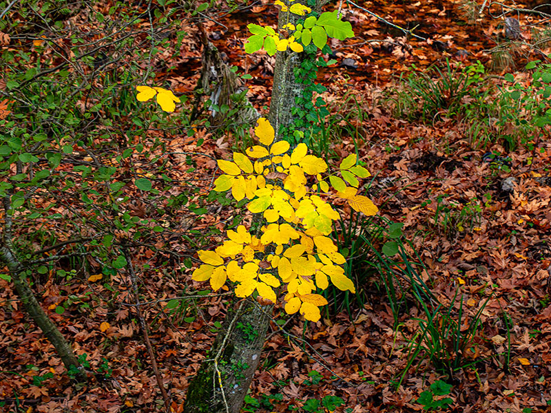 İzmir Doğa Yürüyüşleri
